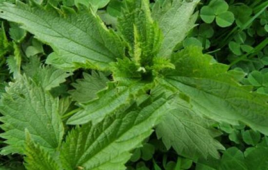 Nettle Health Benefits