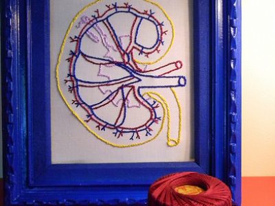 Kidney Functioning and why its Important for Your Health
