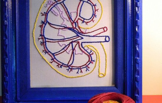 Kidney Functioning and why its Important for Your Health