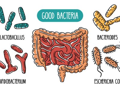 Vector infographics of the human gut microbiota. Good bacteria of the intestines and digestive tract. Lactobacilli and E. coli. Microorganisms in the colon.