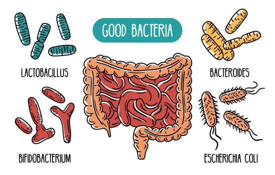 Vector infographics of the human gut microbiota. Good bacteria of the intestines and digestive tract. Lactobacilli and E. coli. Microorganisms in the colon.