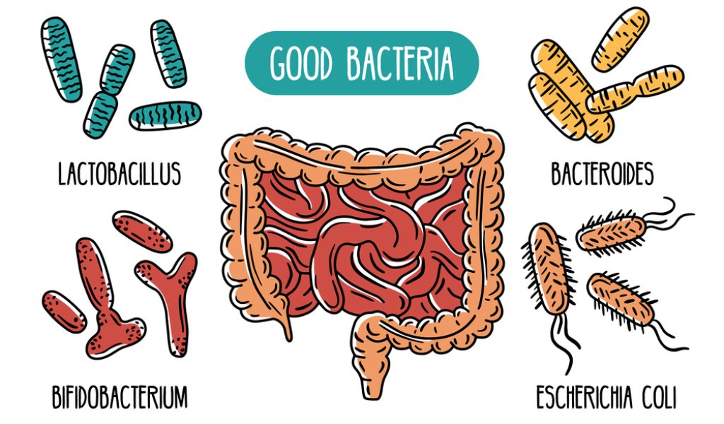 Vector infographics of the human gut microbiota. Good bacteria of the intestines and digestive tract. Lactobacilli and E. coli. Microorganisms in the colon.